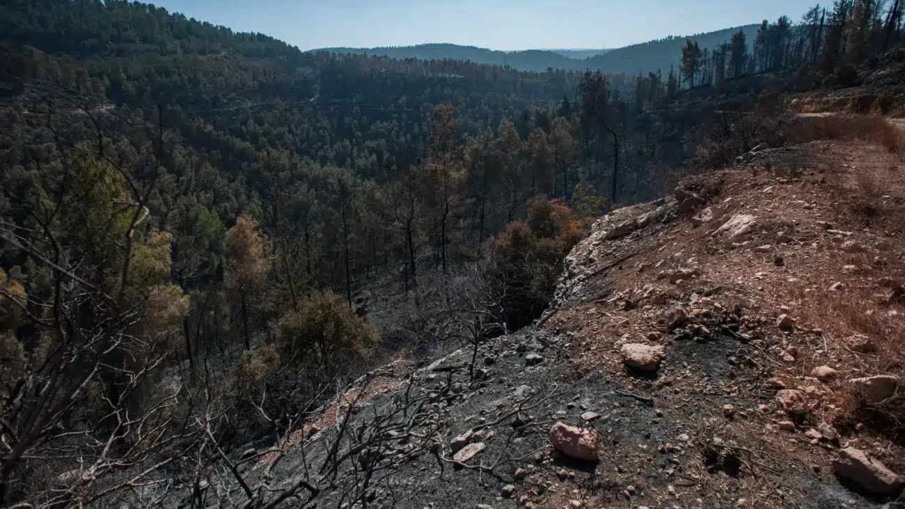 Consultoría ambiental en México: estrategias para frenar la deforestación