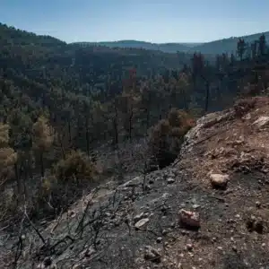 Consultoría ambiental en México: estrategias para frenar la deforestación